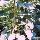 CASTRAVETI CORNISON - 50 sem./plic (mai multe detalii...)