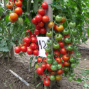 ROSII CHERRY CIORCHINE - 100 seminte/plic
