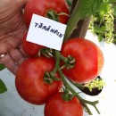 ROSII TARANESTI - 150 sem./plic (mai multe detalii...)