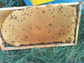 Roi de albine de vanzare disponibili la livrare prin curierat 2021 Oriunde in Romania, pachete a cite 2