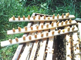Botci capacite= mature (cu 2 zile inainte de ecloziune) livrate la dumneavoastra in stupina, de la 16.62 RON botca livrata la dv in stupina