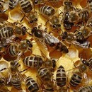 Carpathian Mated Queens