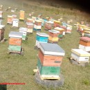 Familii de albine de vanzare la Iasi in iulie 2020 decontabile PNA