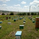 matci fecundate (sau imperecheate), selectionate in 2021 de vanzare, cu livrare oriunde