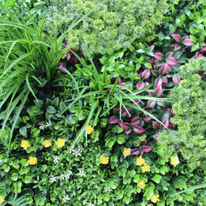 VV 6135 GreenWall Rainforest -perete verde artificial 1x1m
