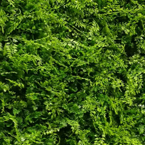 VV 6117 GreenWall Asplenium-perete verde artificial 1x1m
