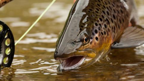 Speciile de salmonide din Romania! Speciile de salmonide din Romania!