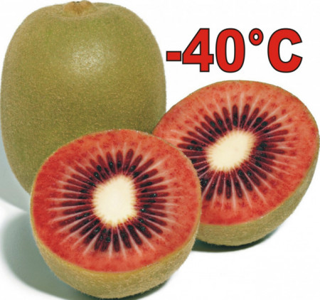 KIWI