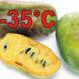PAW PAW