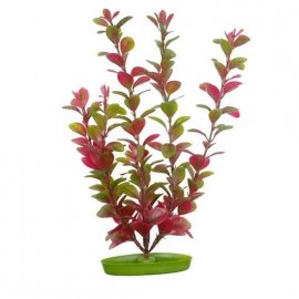 Plante acvariu, Hagen, Marina Red Ludwigia, 30 cm