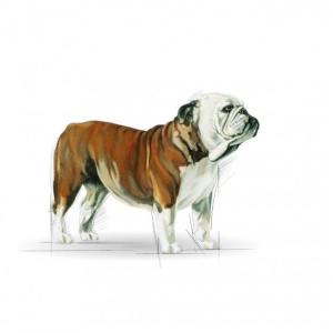 Hrana uscata pentru caini, Royal Canin, Bulldog Adult, 3 Kg