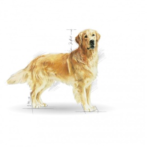 Hrana uscata pentru caini, Royal Canin, Golden Retriever Adult, 12 Kg