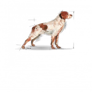 Hrana uscata pentru caini, Royal Canin, Medium Adult 7 Plus, 4 Kg