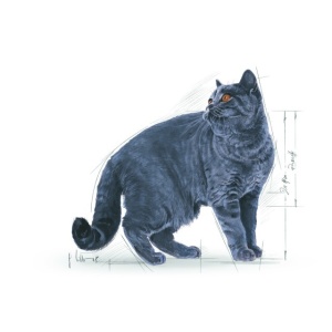 Royal Canin British Shorthair