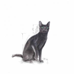 Hrana uscata pentru pisici, Royal Canin, Sterilised 37, 4 Kg