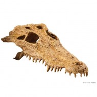 Decor terariu, Exo Terra Crocodile Skull PT2856