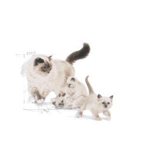 Hrana uscata pentru pisici, Royal Canin, Babycat34, 4 Kg