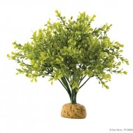 Plante terariu, Exo Terra, Rainforest Plant Boxwood Bush PT2994