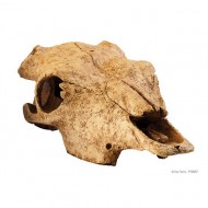 Decor terariu, Exo Terra, Buffalo Skull PT2857
