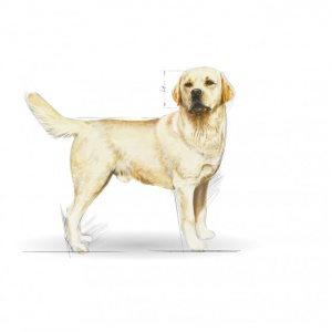 Hrana uscata pentru caini, Royal Canin, Labrador Adult, 12 Kg