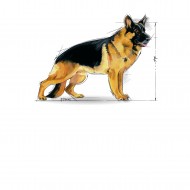 Royal Canin, Maxi Adult 5+