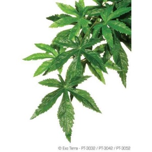 Plante terariu, Hagen Abutilon S