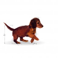 Hrana uscata pentru caini, Royal Canin, Dachshund Junior, 1.5Kg