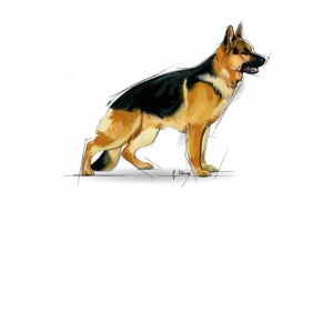 Royal Canin Maxi Adult