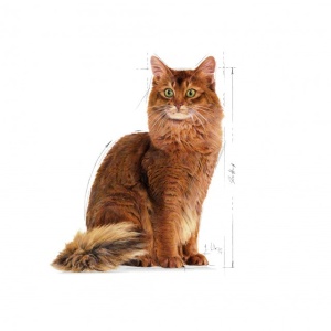 Royal Canin Light