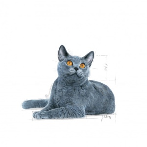 Royal Canin Oral