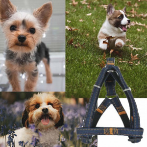 Set ham reglabil si lesa ajustabila Pufo Jeans pentru caini sau animale de companie, 120 cm, albastru