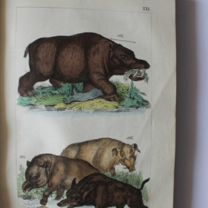 Hanak Ker. Janos - Termeszetrajz vagyis (editie hardcover, 1846)
