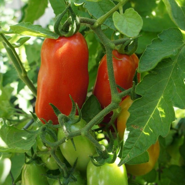 Tomate San Marzano