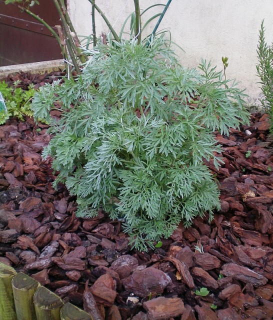 Pelinul Artemisia - proprietăți, aplicare, cultivare în grădină