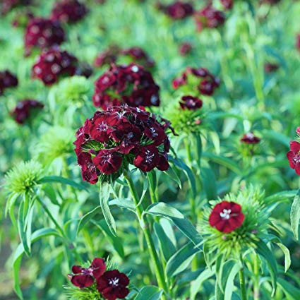 Dianthus barbatus-Garoafa turceasca Black Magic