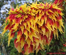 Amaranthus tricolor Splendens