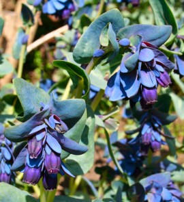 Cerinthe major purpurascens