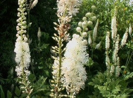 Cimicifuga racemosa