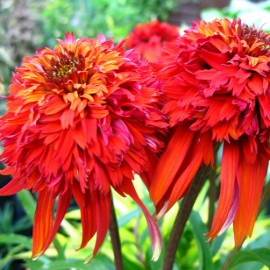 Echinacea Hot Papaya