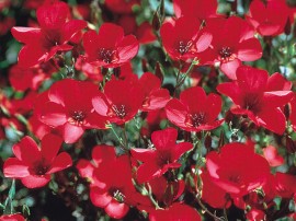 Linum Scarlet Flax-In decorativ rosu