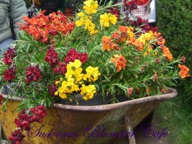 Micsuneaua ruginie-Cheiranthus cheiri Persion Carpet mix