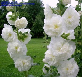 Nalba de gradina Double White