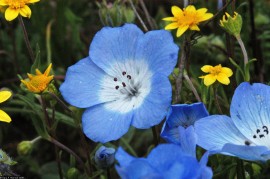 Nemophila menziesii Baby Blue Eyes