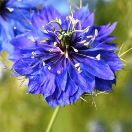 Nigella Damascena Miss Jekyll Dark Blue