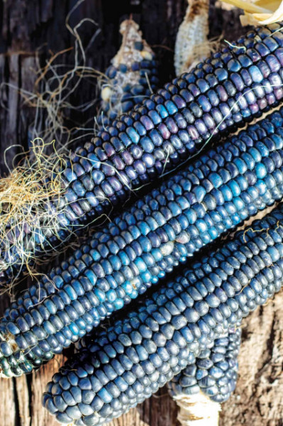Porumb Dulce Hopi Blue