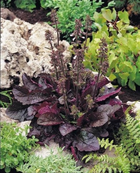 Salvia lyrata Purple Volcano