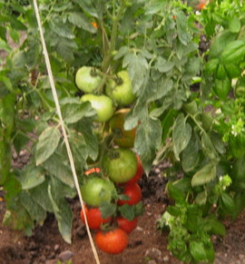 Tomate Naslada F1