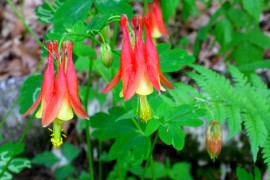 ﻿ Caldarusa-Aquilegia Canadensis Nana