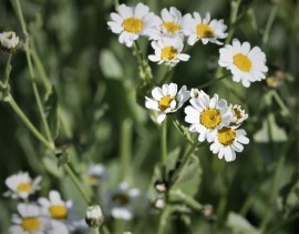 Calomfir-Tanacetum Balsamita