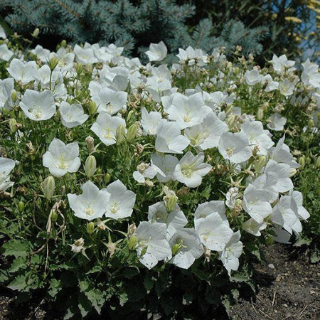 Campanula Carpatica white